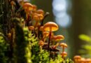 Curiosidades Sobre Os Cogumelos