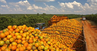 Botucatu e Região Lideram na Produção de Laranjas
